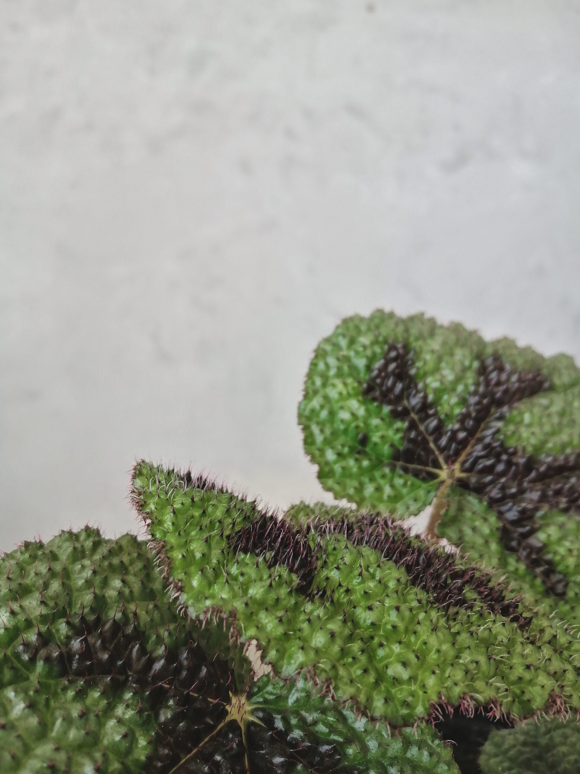 Begonia Cruz-de-Ferro – Bendito Verde Paisagismo